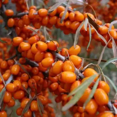 Облепиха ВОРОБЬЕВСКАЯ в Самохваловичи