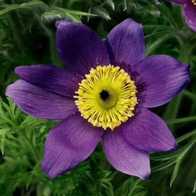 Прострел ПИНВИЛ БЛЮ ШЕЙДЕС в Самохваловичи