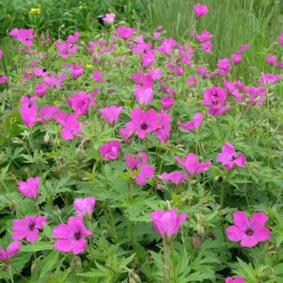 Герань РЕД АДМИРАЛ гибридная в Самохваловичи