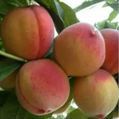 Персик ТУРИСТ в Самохваловичи