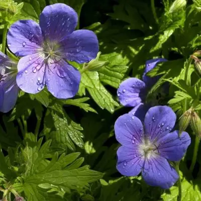 Герань БРУКСАЙД гибридная в Самохваловичи