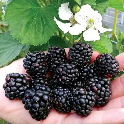 Ежевика РУБЕН ремонтантная  в Самохваловичи