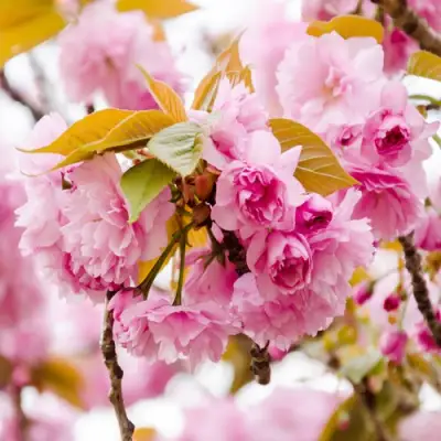 Сакура КАНЗАН в Самохваловичи