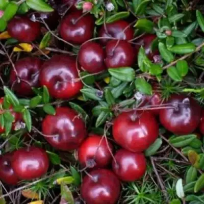 Клюква БЕН ЛИР в Самохваловичи