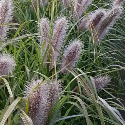 Пеннисетум БЛЭК БЬЮТИ в Самохваловичи