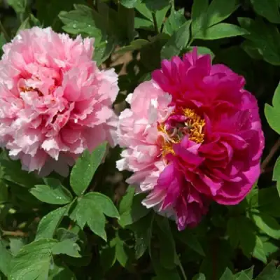 Пион ДВЕ СЕСТРЫ древовидный в Самохваловичи