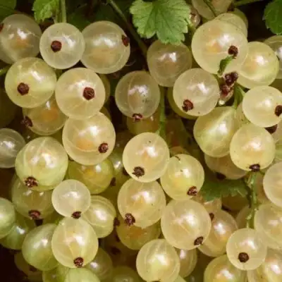 Смородина белая СМОЛЬЯНИНОВСКАЯ в Самохваловичи