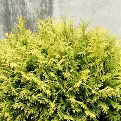 Туя ГОЛДЕН ГЛОБ западная в Самохваловичи