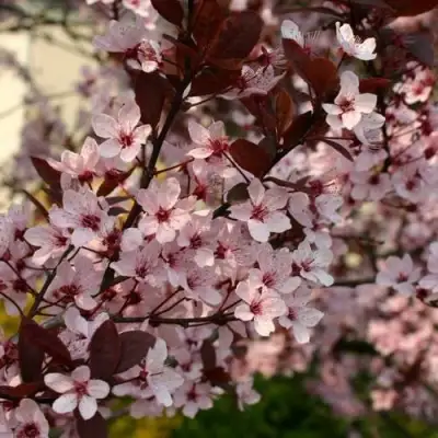 Слива НИГРА растопыреная в Самохваловичи