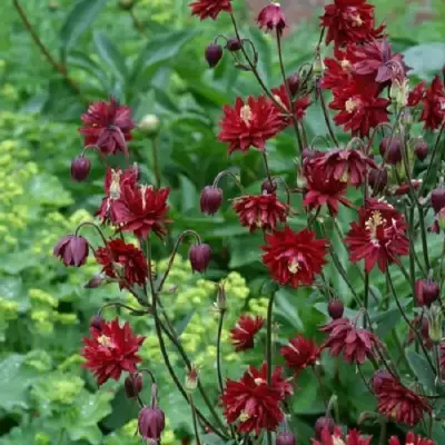 Аквилегия РУБИ ПОРТ обыкновенная в Самохваловичи