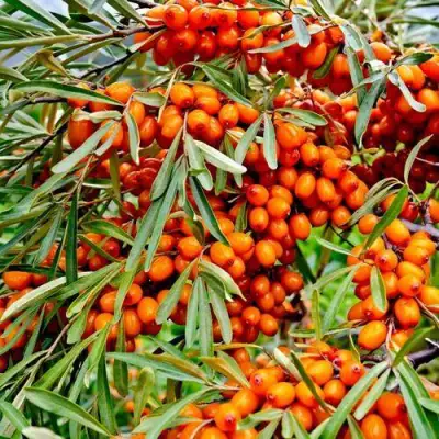 Облепиха ДЖЕМОВАЯ в Самохваловичи