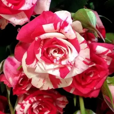 Роза ФАЙЕР ВОРКС миниатюрная в Самохваловичи