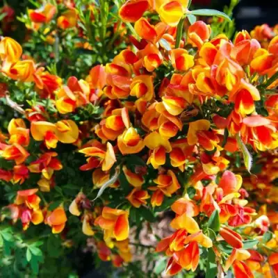 Ракитник АНДРЕАНУС в Самохваловичи