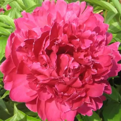 Пион ПУРПУРНЫЙ ФЕНИКС травянистый в Самохваловичи