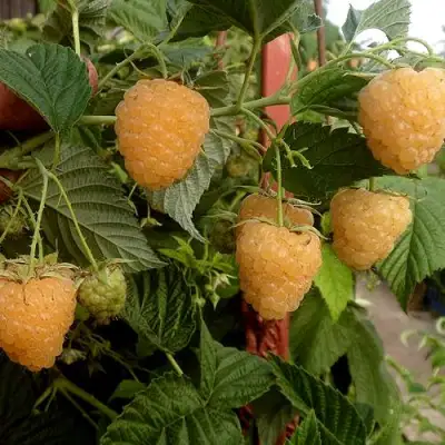 Малина ЗЮГАНА ЗОЛОТАЯ в Самохваловичи