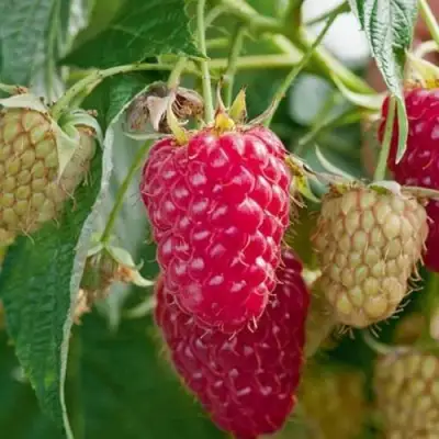 Малина МАРАСТАР в Самохваловичи