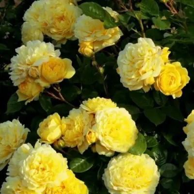 Роза АНИ ДЮПРЕЙ флорибунда в Самохваловичи