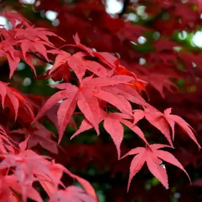 Клен гиннала  в Самохваловичи