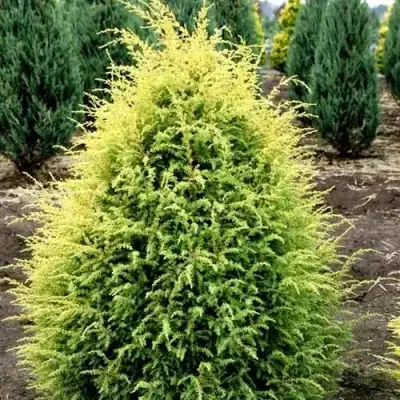 Можжевельник ГОЛД КОН обыкновенный в Самохваловичи