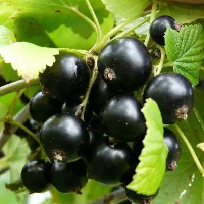 Смородина чёрная ГЕРКУЛЕС в Самохваловичи