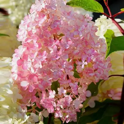 Гортензия ДИАМАНТИНО метельчатая в Самохваловичи