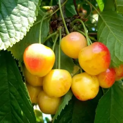 Черешня ЯНТАРНАЯ в Самохваловичи