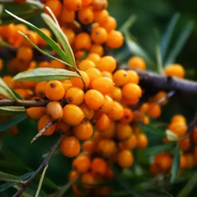 Облепиха МОСКОВСКАЯ ПРОЗРАЧНАЯ в Самохваловичи