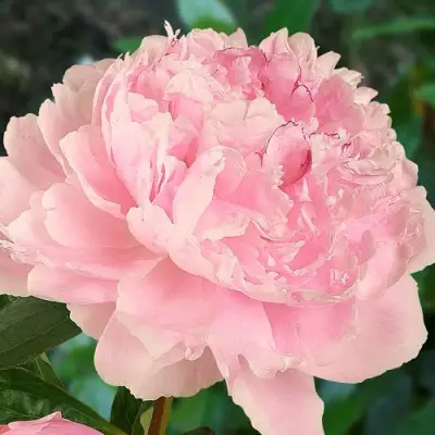 Пион САРА БЕРНАРД травянистый в Самохваловичи