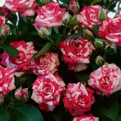 Роза ФАЙЕР ВОРКС миниатюрная в Самохваловичи