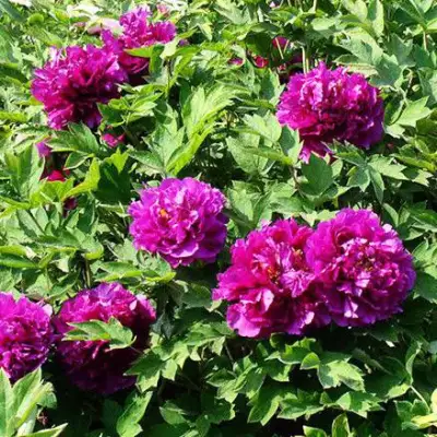 Пион ОРНАМЕНТ древовидный в Самохваловичи