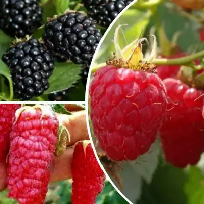 Комплект ЯГОДНЫЙ МИКС в Самохваловичи