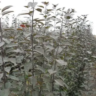 Подвой яблони 54-118 в Самохваловичи