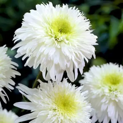 Нивяник ФИОНА ГОГХИЛЛ великолепный в Самохваловичи