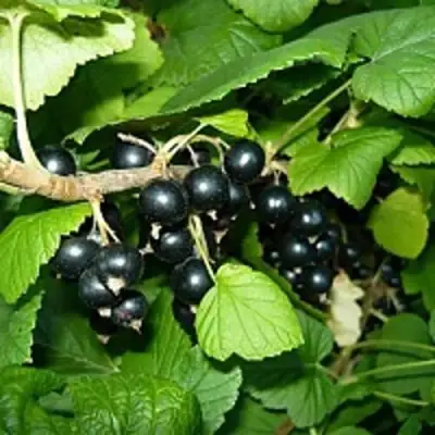 Смородина чёрная ВЕЛОЙ (ЛЕНИНГРАДСКАЯ СЛАДКАЯ) в Самохваловичи