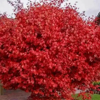 Клен гиннала  в Самохваловичи