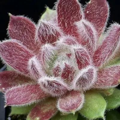 Молодило ТАРАНТУЛА в Самохваловичи