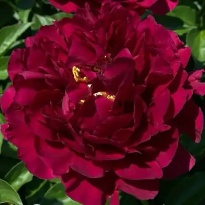 Пион ОЛД ФЕЙТФУЛ травянистый в Самохваловичи