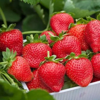 Клубника ЭЛИАНЕ в Самохваловичи