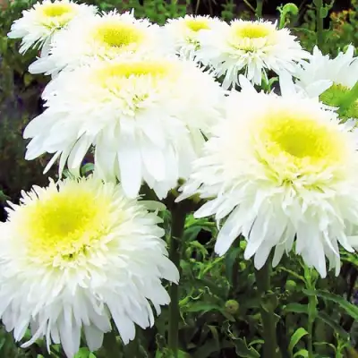 Нивяник ФИОНА ГОГХИЛЛ великолепный в Самохваловичи