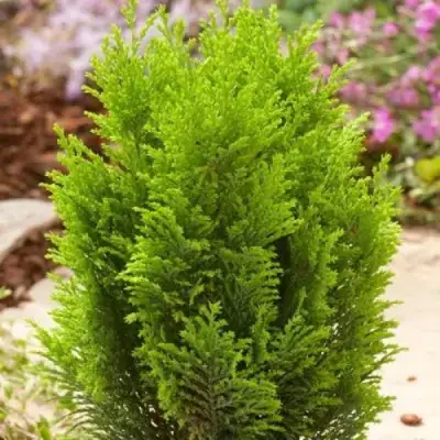 Кипарисовик ЭЛВУДИ ГОЛД лавсона в Самохваловичи