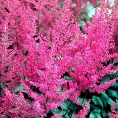 Астильба ЭЛИЗАБЕТ ВАН ВИН японская в Самохваловичи