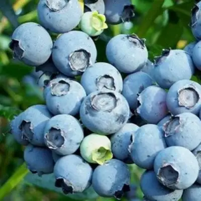 Голубика ПУРУ в Самохваловичи