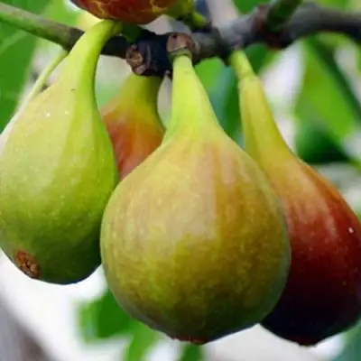 Инжир ДАЛМАТСКИЙ в Самохваловичи