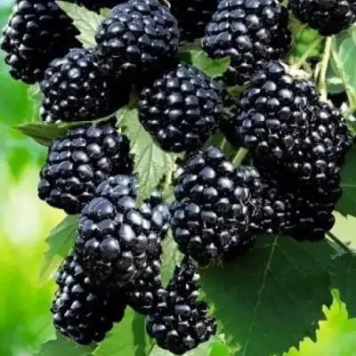 Ежевика АПАЧИ бесшипная  в Самохваловичи