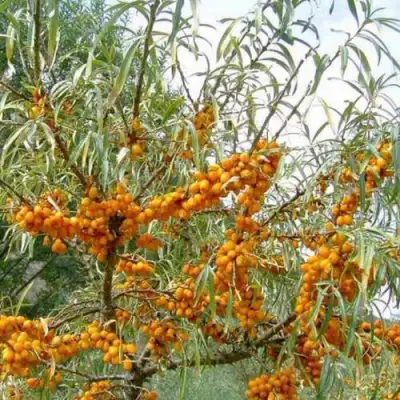 Облепиха ДАР МГУ в Самохваловичи