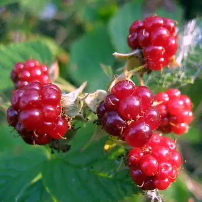 Княженика АСТРА в Самохваловичи