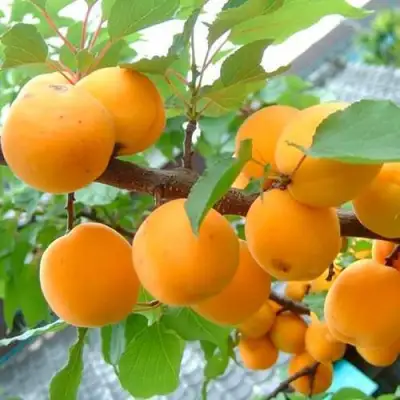 Абрикос ОРИГИНАЛ в Самохваловичи