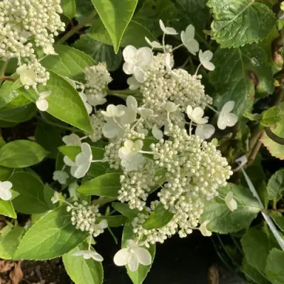 Гортензия ПРИМ ВАЙТ метельчатая в Самохваловичи