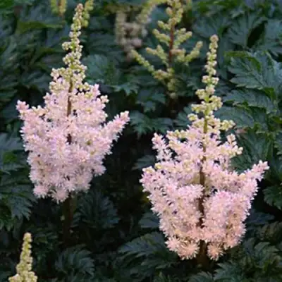 Астильба ЛИЛИПУТ курчавая в Самохваловичи