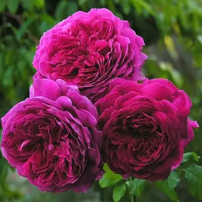 Роза КЕЙТ английская в Самохваловичи